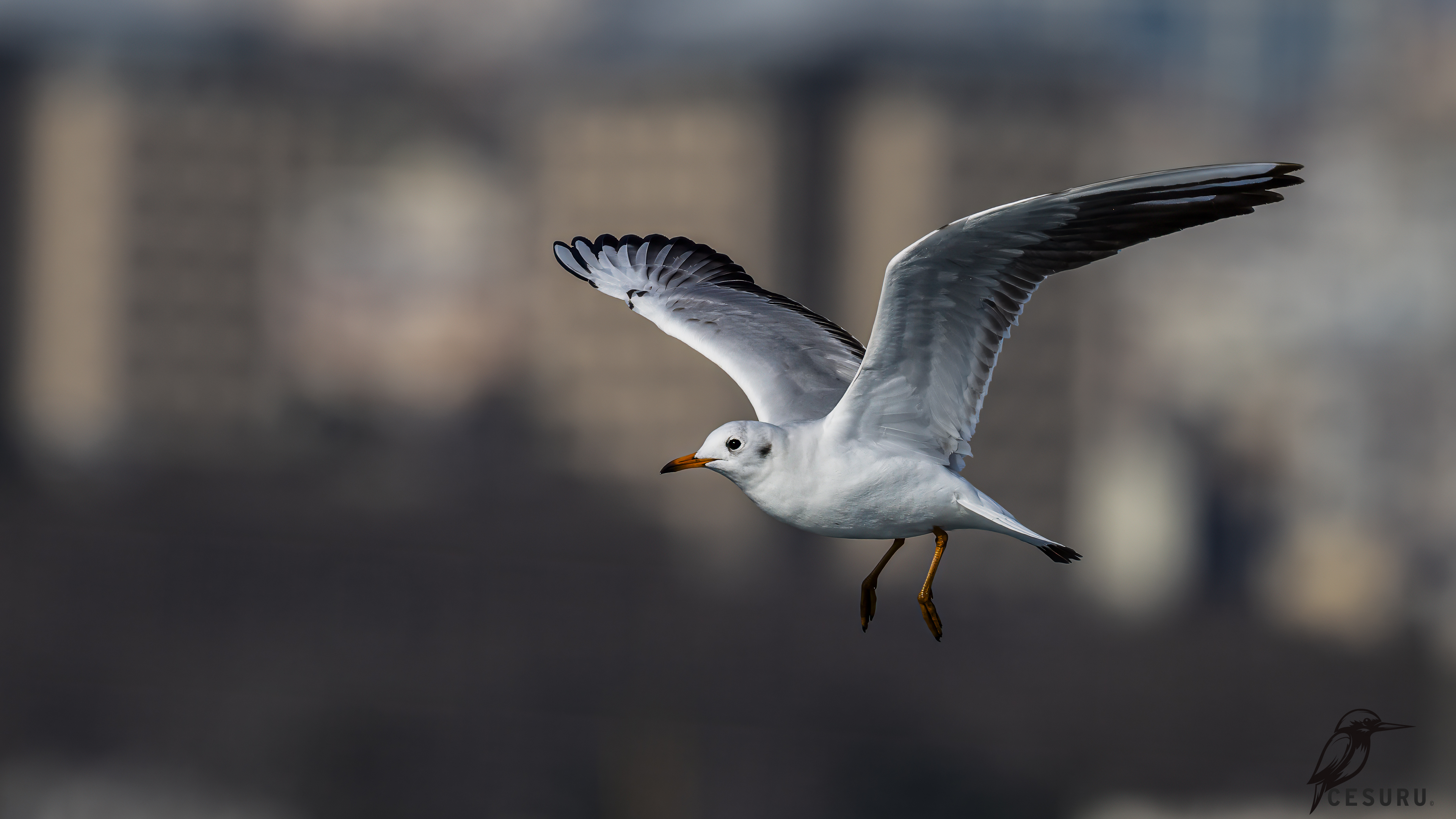 Black-headed Gull